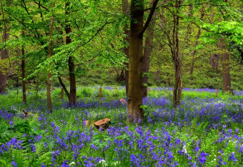 A Riot of Colour Underfoot: Where to Find Oxford's Wildflowers This Spring