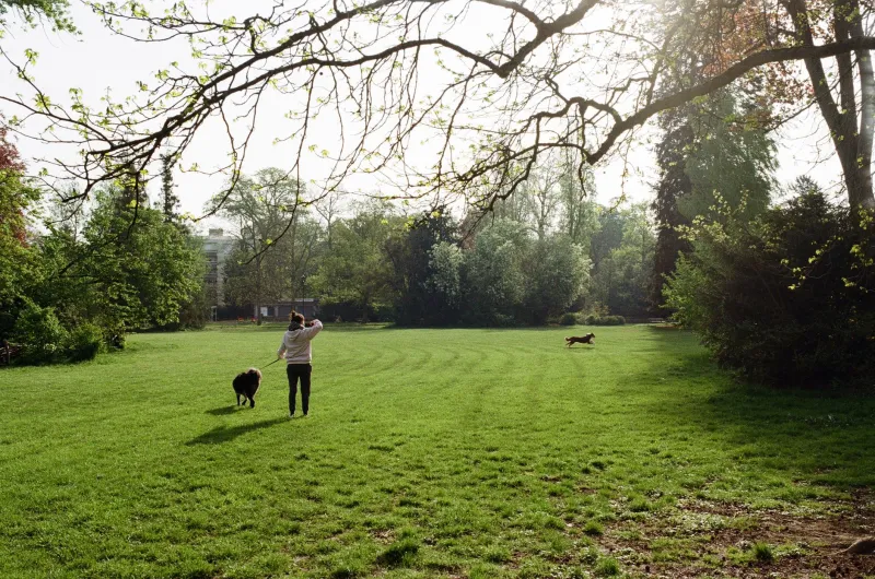 Paws on the Path: How Oxford's Dogs Are Changing the Way We Walk