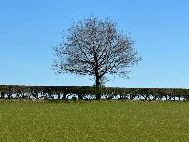 What the Hedgerows Know: Reading Oxford's Seasons Without a Screen