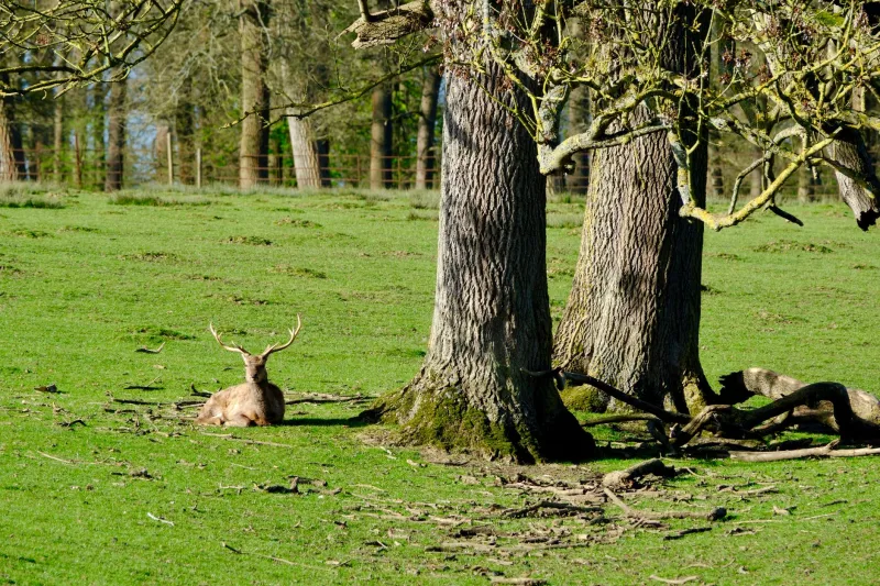 Eyes Wide Open: A Walker's Field Guide to Spotting Britain's Wild Neighbours Around Oxford